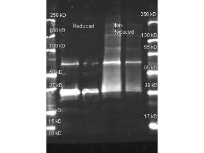 Western Blot: Uricase Antibody [NB600-934]